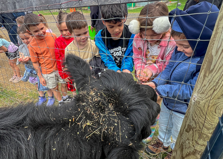 Students pet animal