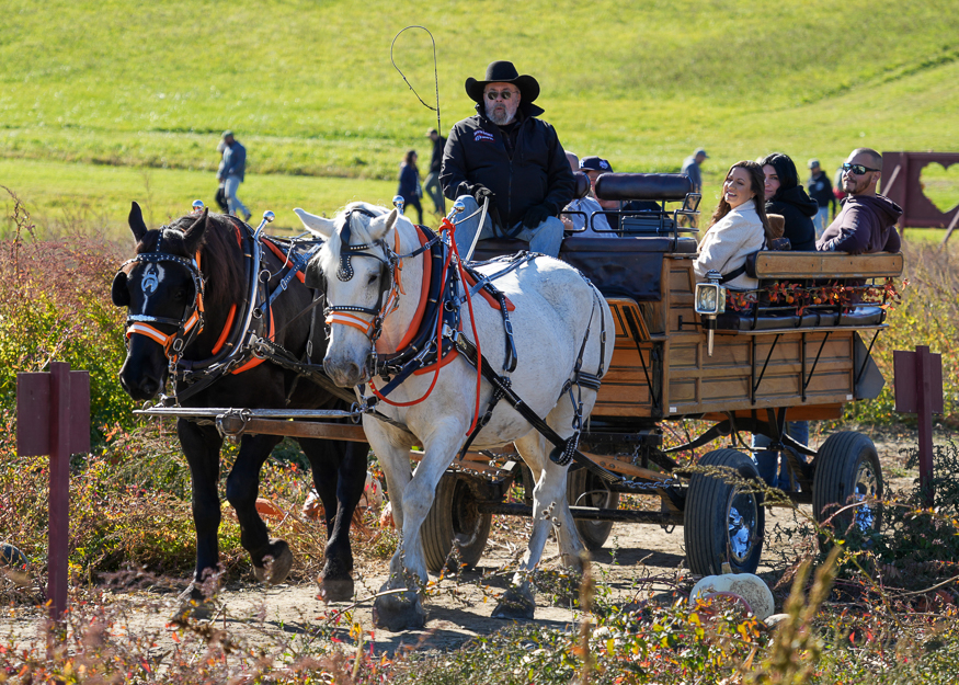 Horse drawn carriage