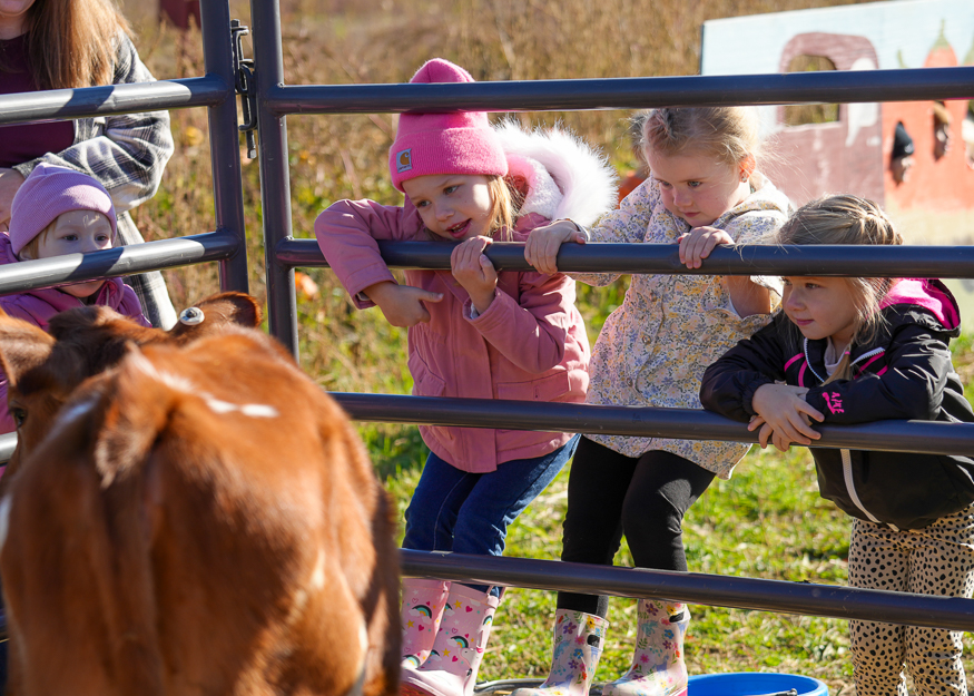 Children look at cow